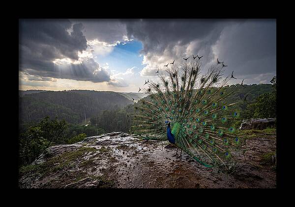 Asian Peacock Displaying In Rain