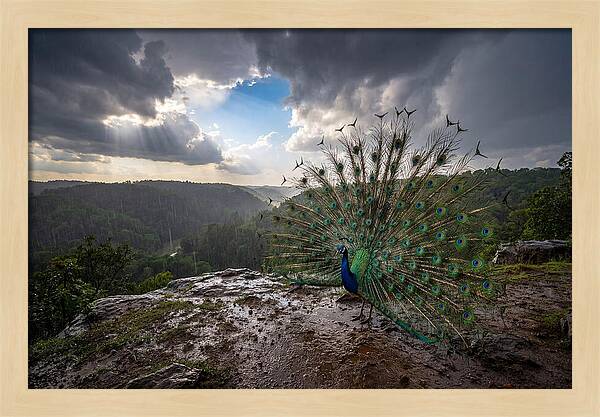Asian Peacock Displaying In Rain