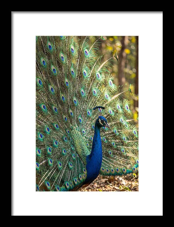 Asian Peacock In Full Display