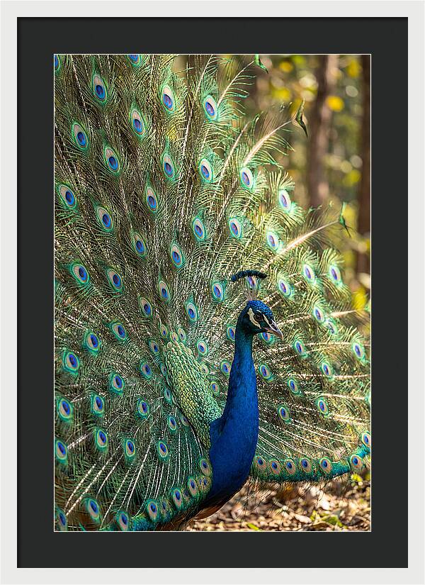 Asian Peacock In Full Display