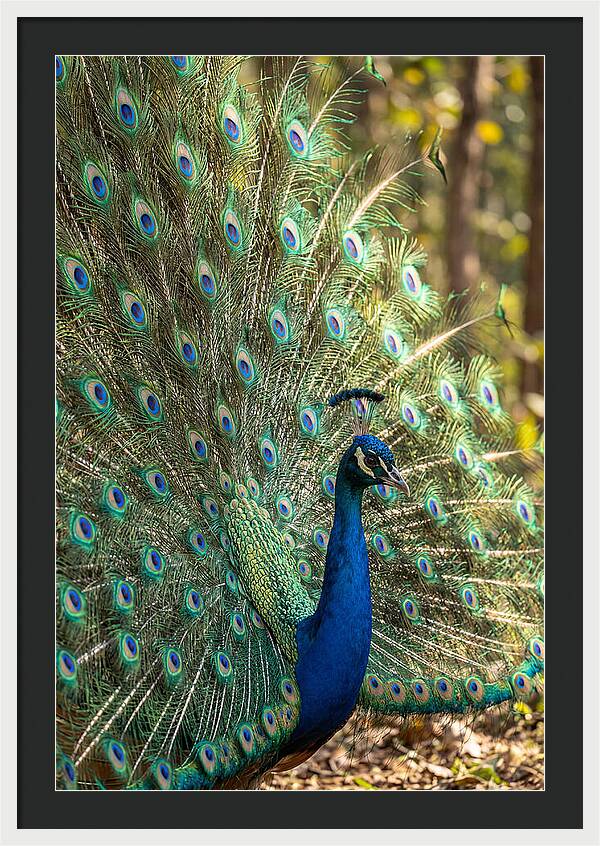 Asian Peacock In Full Display