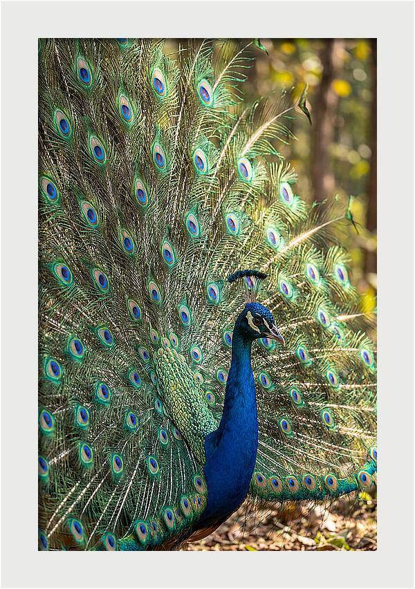 Asian Peacock In Full Display