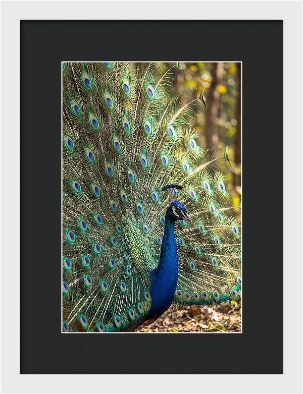 Asian Peacock In Full Display