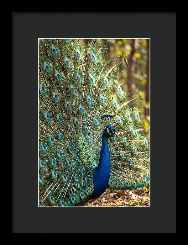 Asian Peacock In Full Display