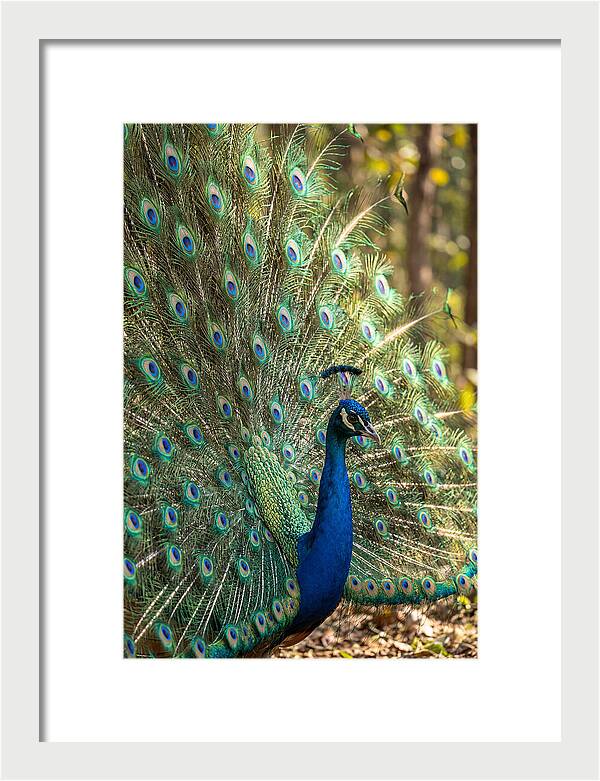 Asian Peacock In Full Display