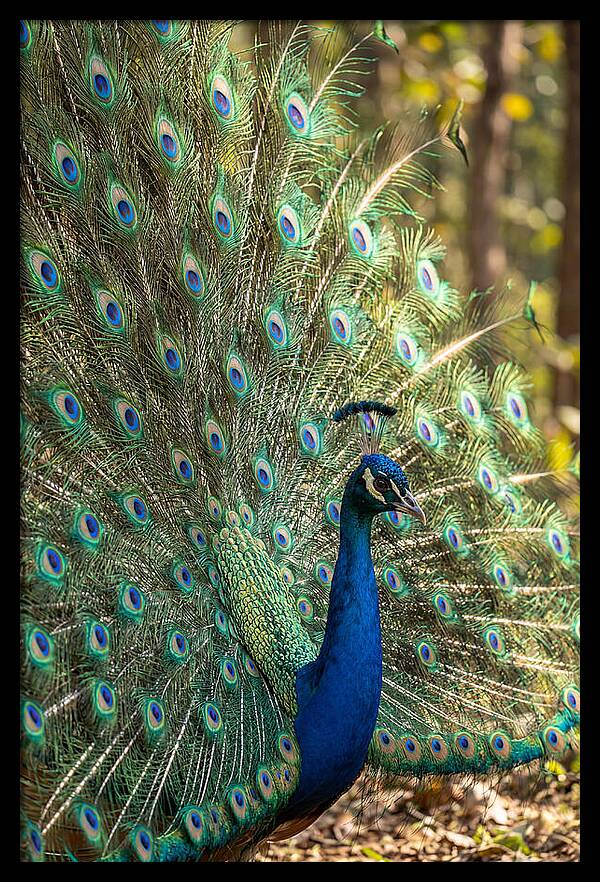Asian Peacock In Full Display