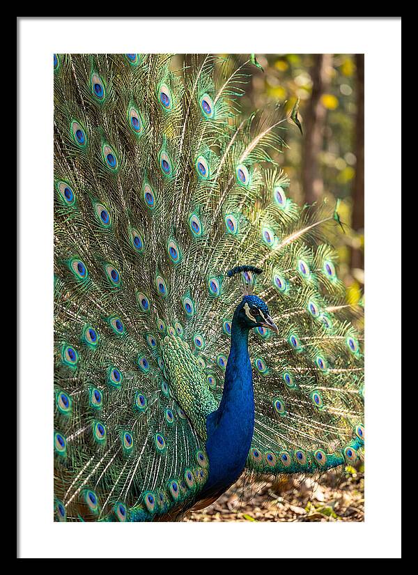 Asian Peacock In Full Display