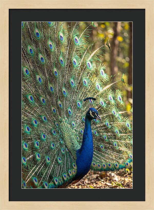 Asian Peacock In Full Display