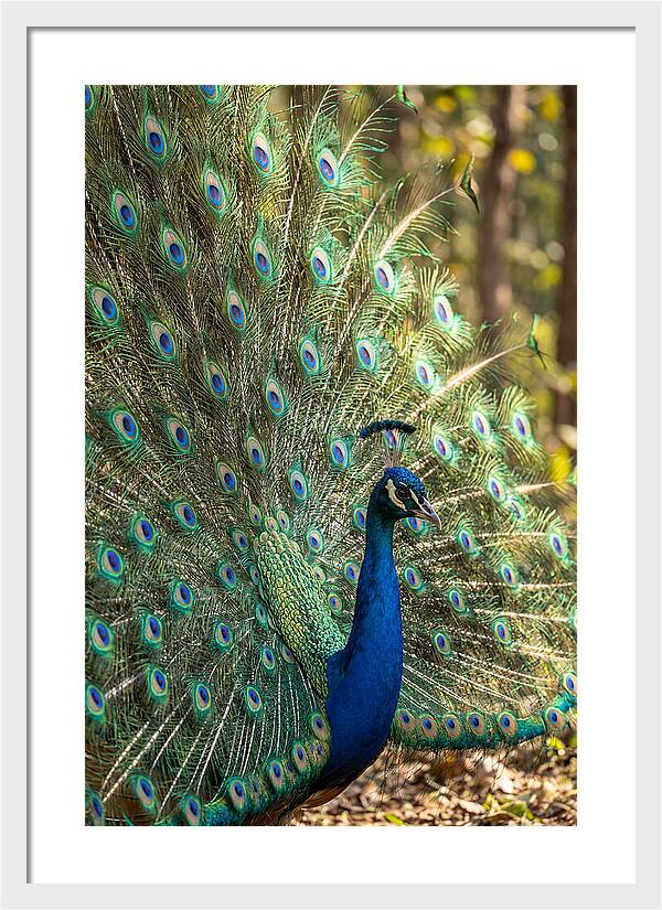 Asian Peacock In Full Display