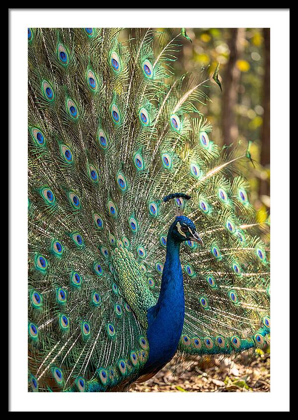 Asian Peacock In Full Display