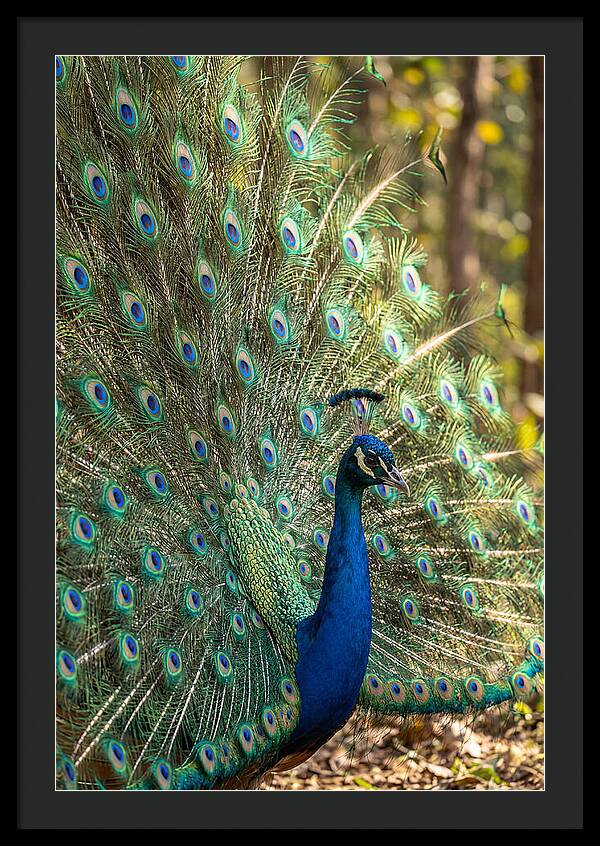 Asian Peacock In Full Display