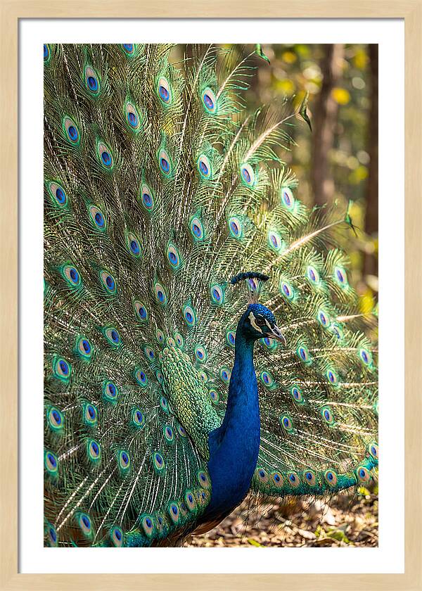 Asian Peacock In Full Display