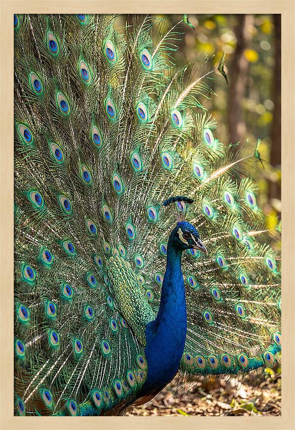 Asian Peacock In Full Display
