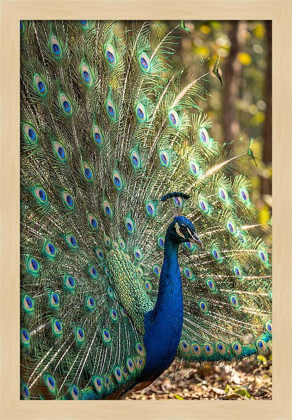 Asian Peacock In Full Display