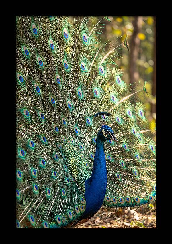 Asian Peacock In Full Display
