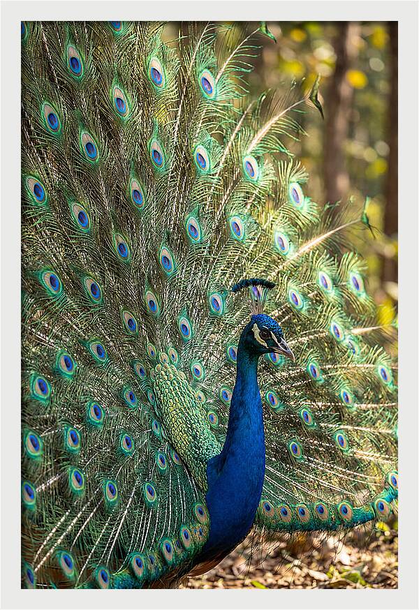 Asian Peacock In Full Display