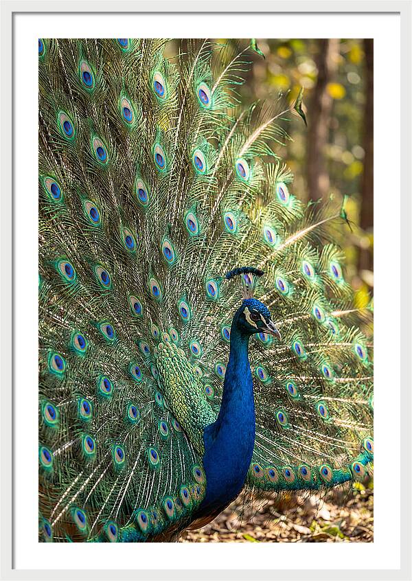 Asian Peacock In Full Display