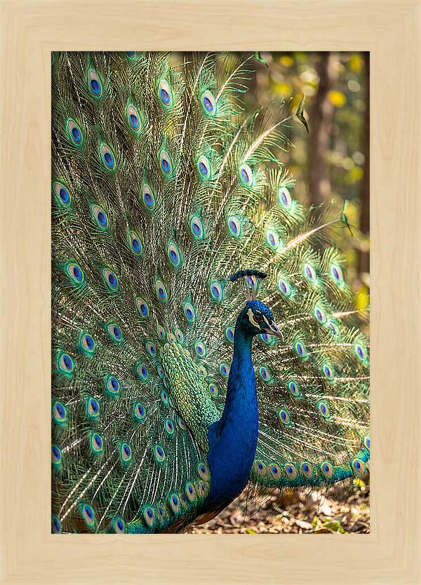 Asian Peacock In Full Display