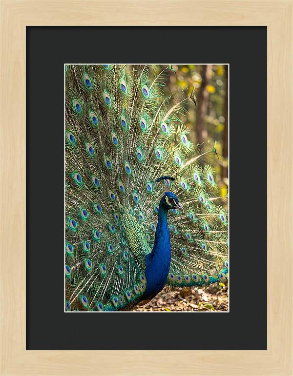 Asian Peacock In Full Display