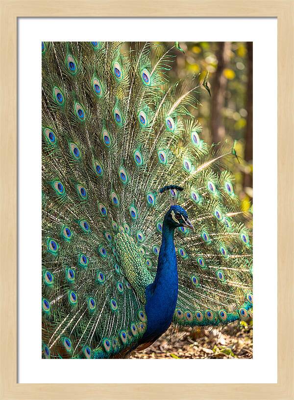 Asian Peacock In Full Display
