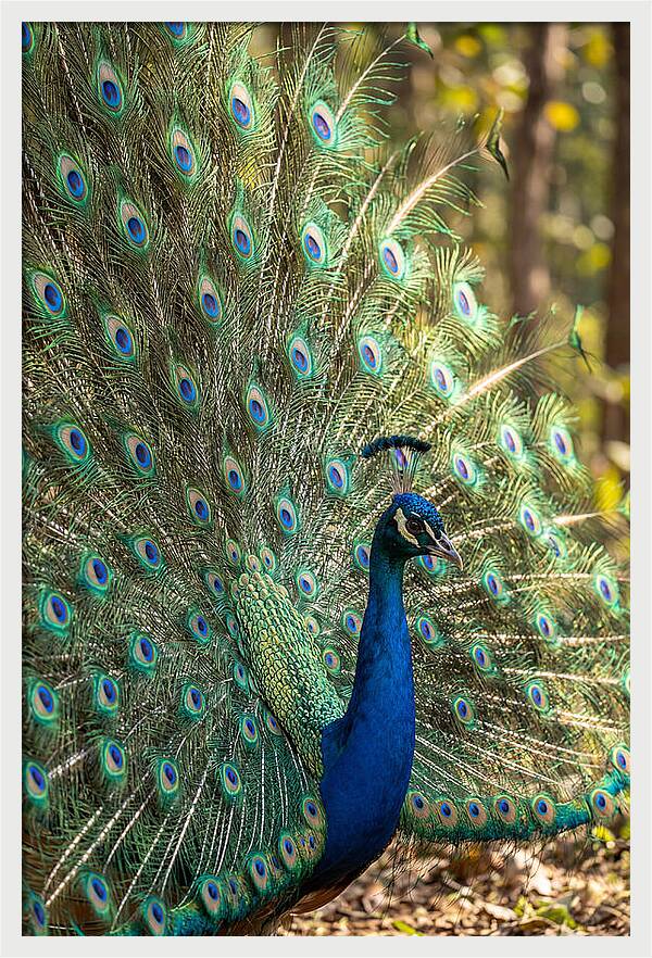 Asian Peacock In Full Display