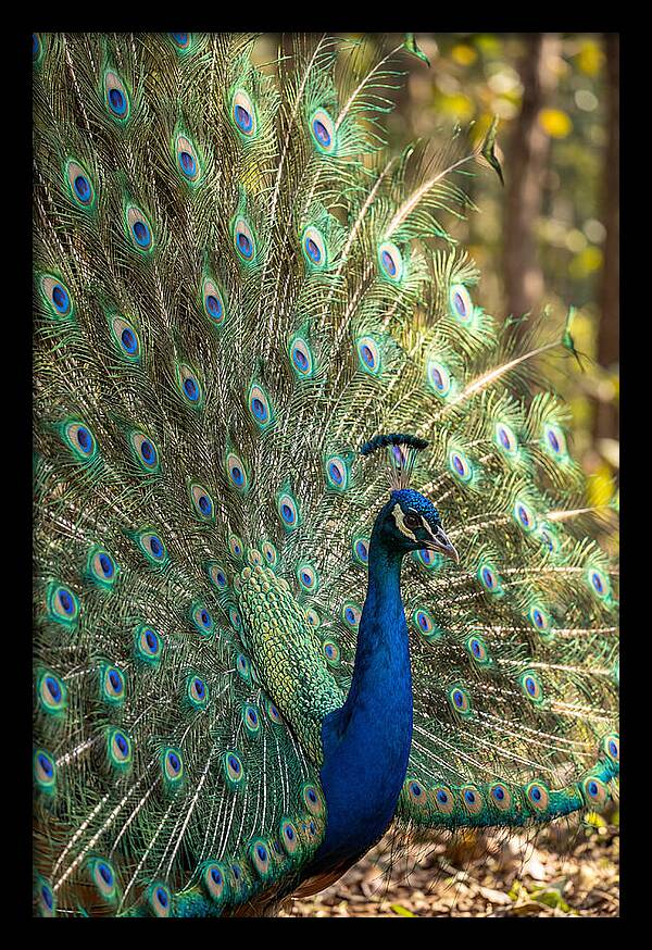 Asian Peacock In Full Display