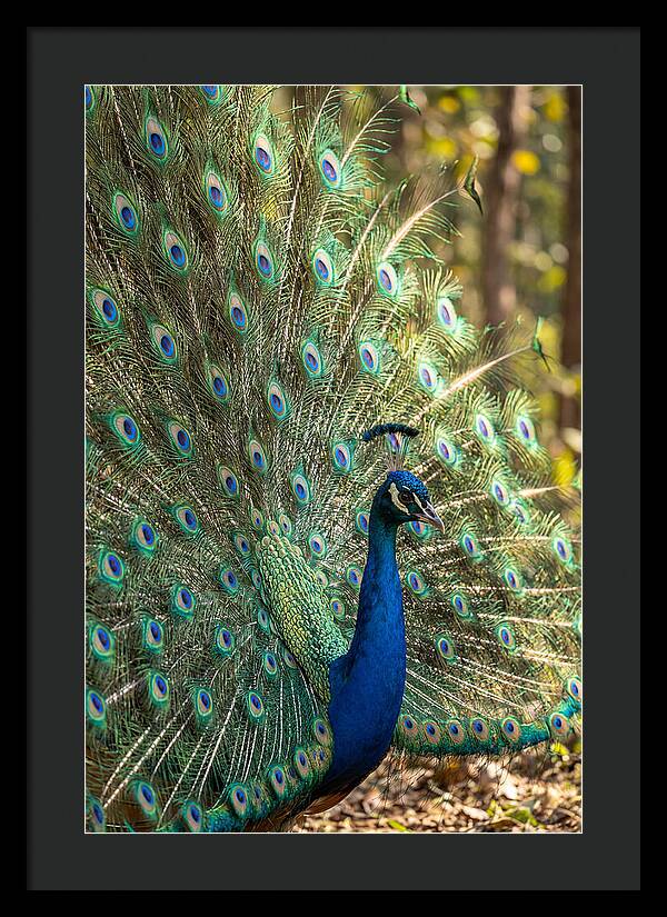 Asian Peacock In Full Display