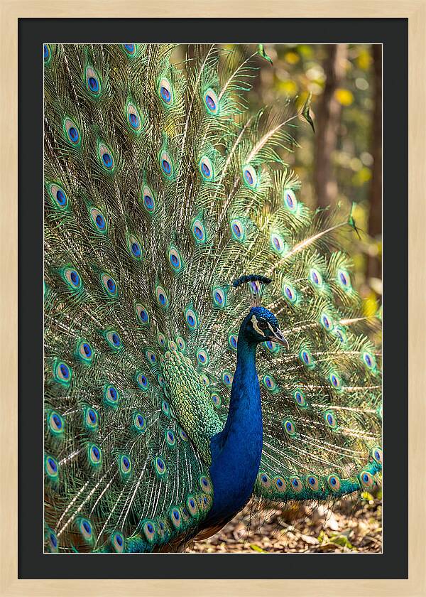 Asian Peacock In Full Display