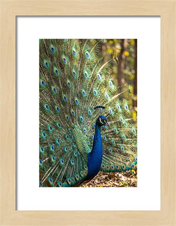 Asian Peacock In Full Display
