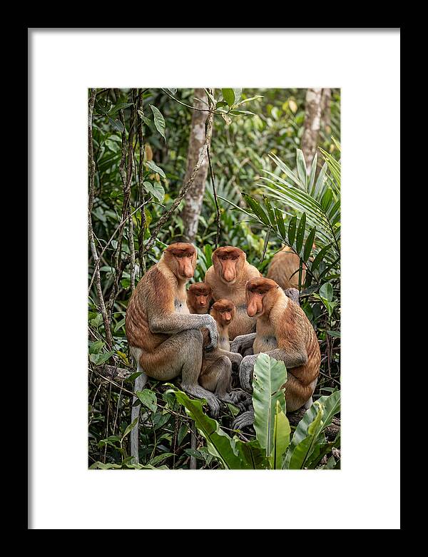 Asian Proboscis Monkeys Gathering