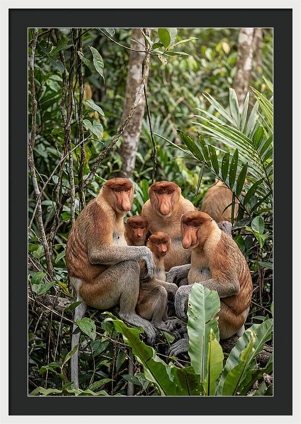 Asian Proboscis Monkeys Gathering