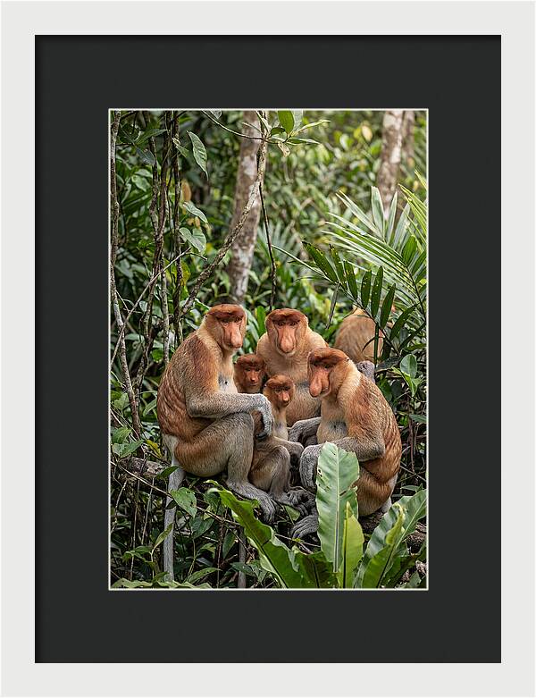 Asian Proboscis Monkeys Gathering