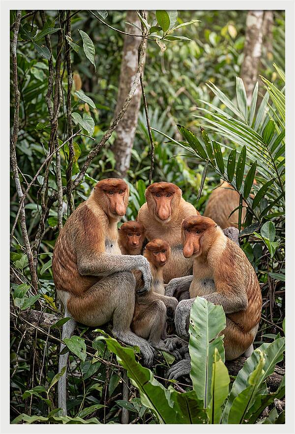 Asian Proboscis Monkeys Gathering
