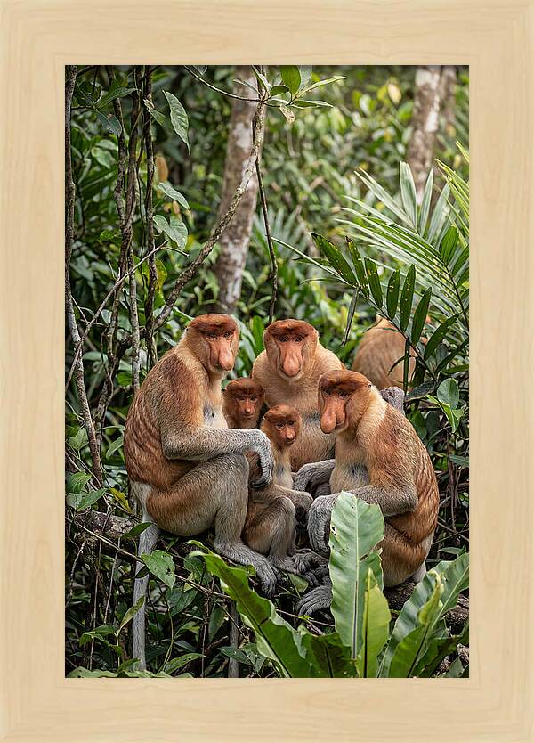 Asian Proboscis Monkeys Gathering