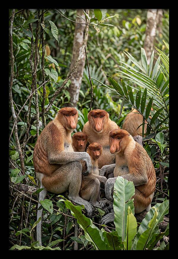 Asian Proboscis Monkeys Gathering