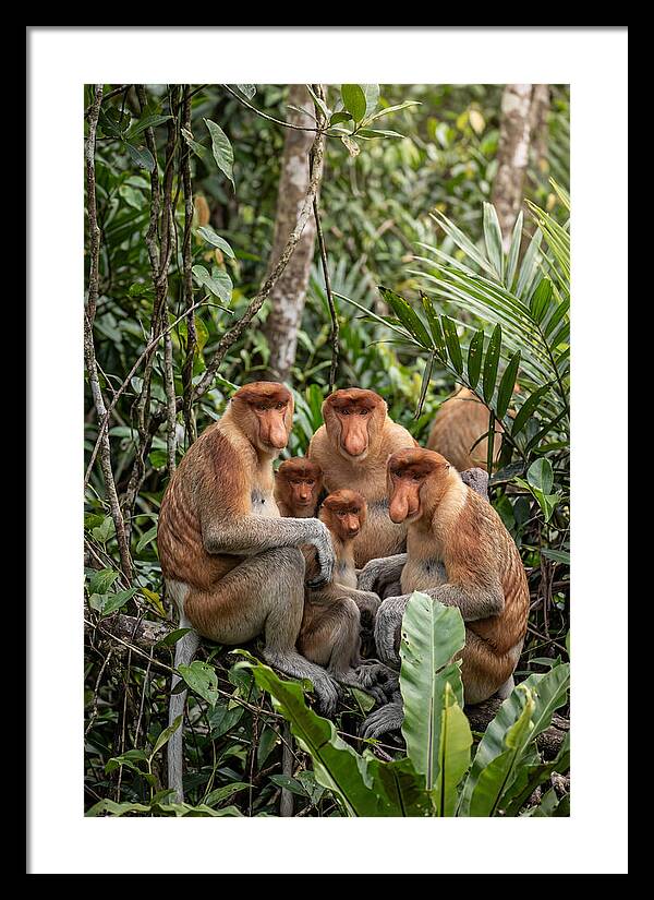 Asian Proboscis Monkeys Gathering