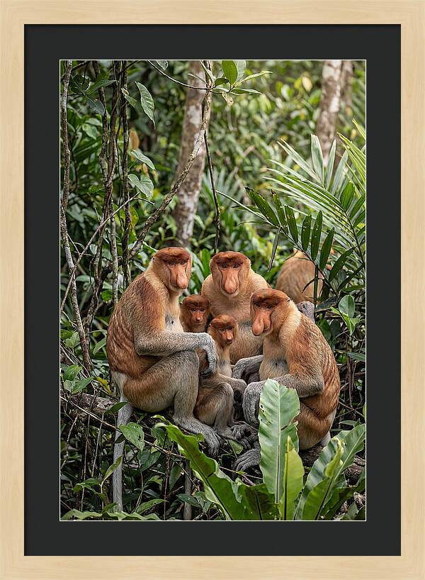 Asian Proboscis Monkeys Gathering