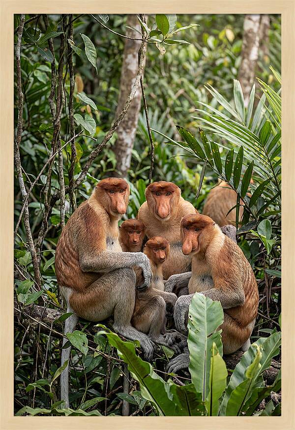 Asian Proboscis Monkeys Gathering