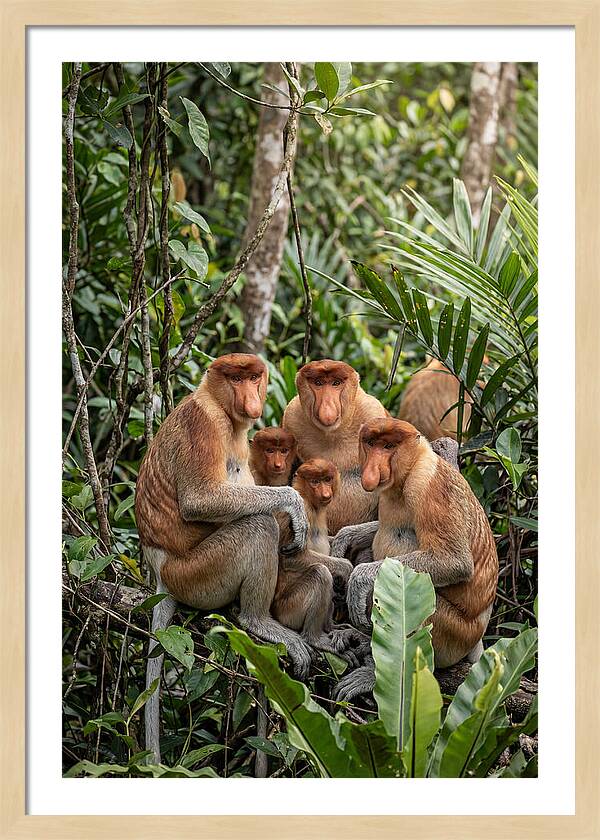 Asian Proboscis Monkeys Gathering