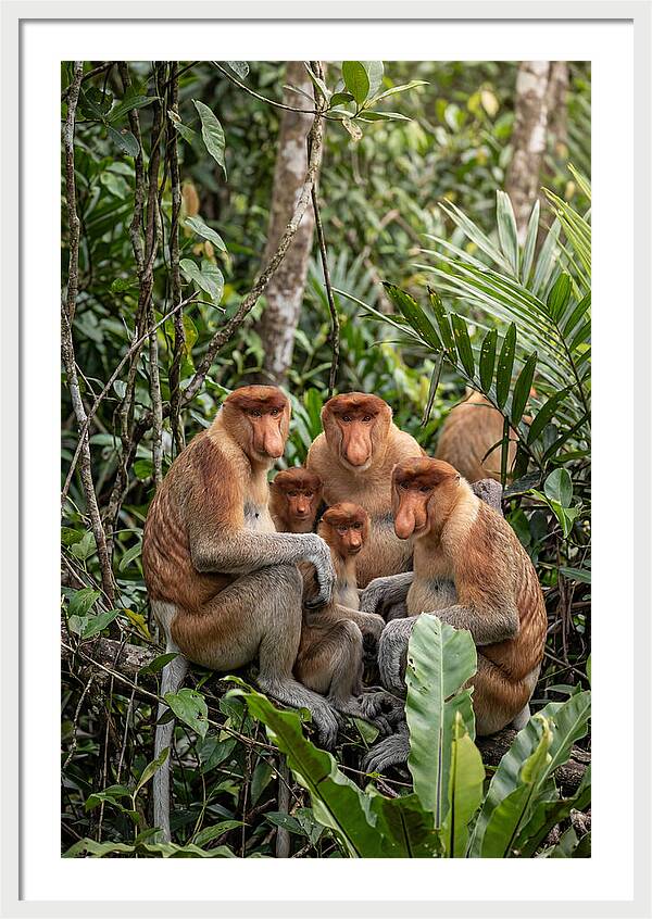 Asian Proboscis Monkeys Gathering
