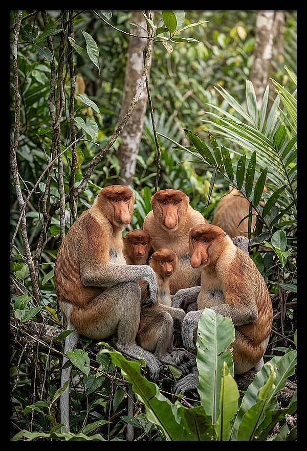 Asian Proboscis Monkeys Gathering