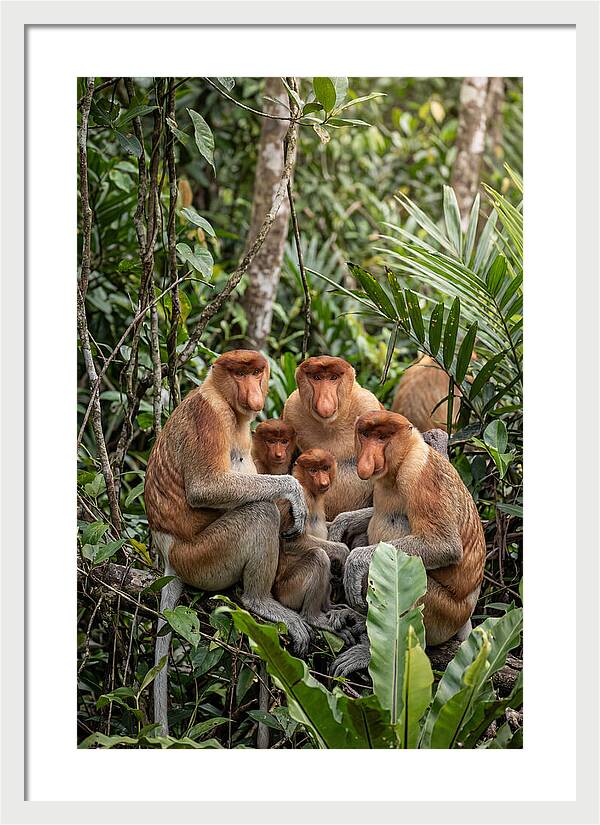 Asian Proboscis Monkeys Gathering