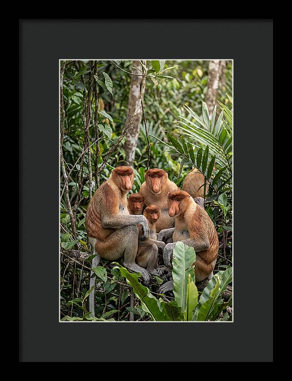 Asian Proboscis Monkeys Gathering