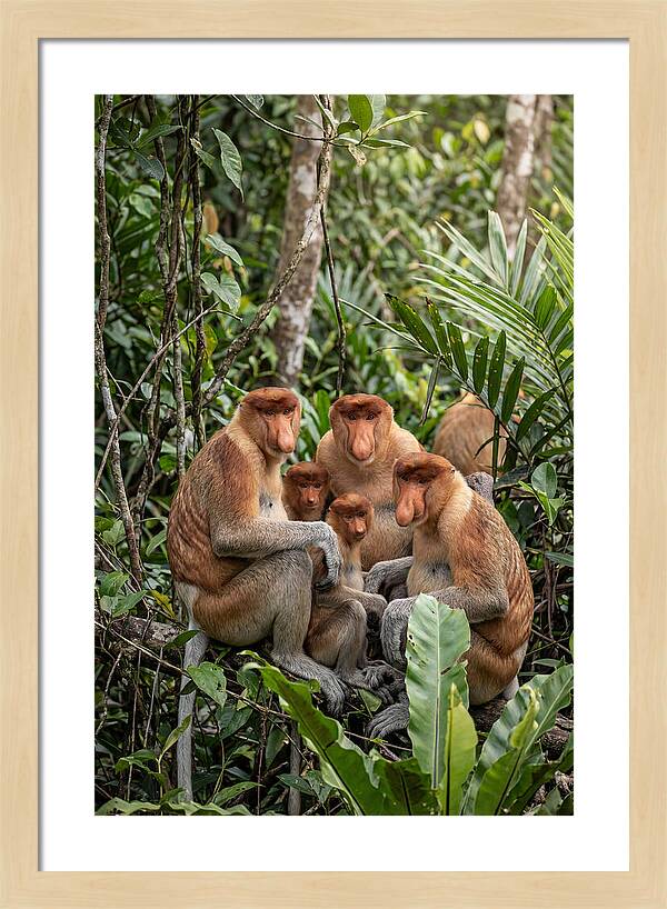 Asian Proboscis Monkeys Gathering
