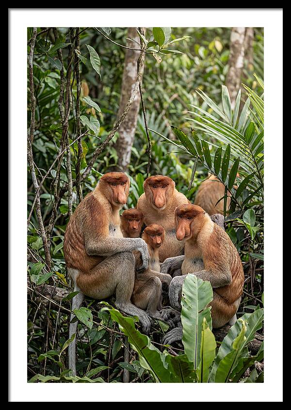 Asian Proboscis Monkeys Gathering