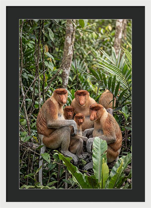 Asian Proboscis Monkeys Gathering