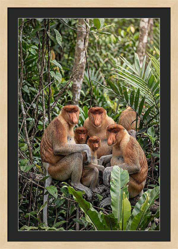Asian Proboscis Monkeys Gathering