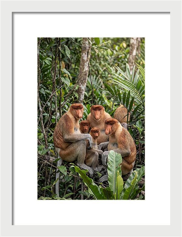 Asian Proboscis Monkeys Gathering