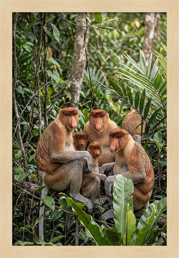 Asian Proboscis Monkeys Gathering