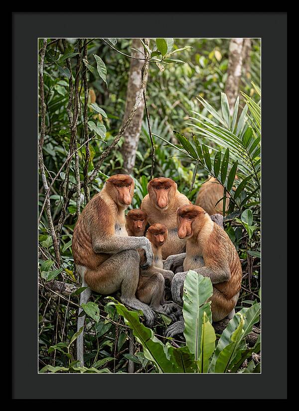 Asian Proboscis Monkeys Gathering